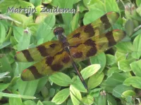 [Celithemis]